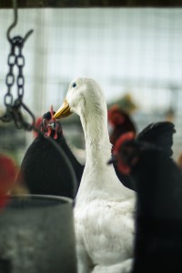 Influenza aviaire : SAPOVAL vous informe