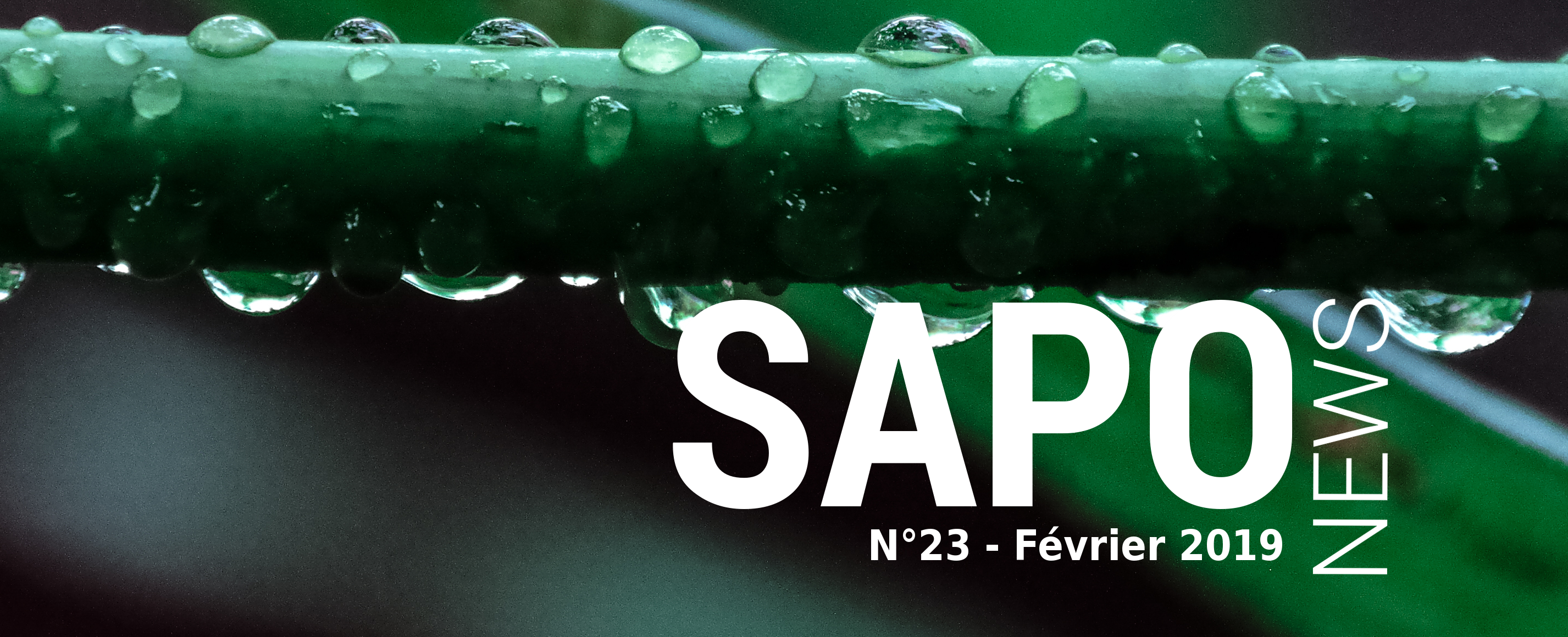 SAPONEWS 23